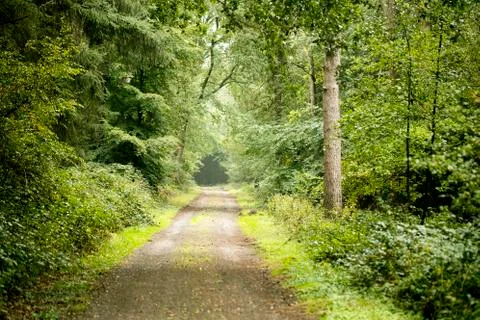 Forest road trip background high quality Stock Photos
