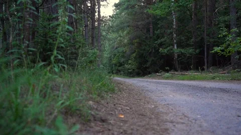 The forest road turns left, late in the evening Stock Footage 283663255