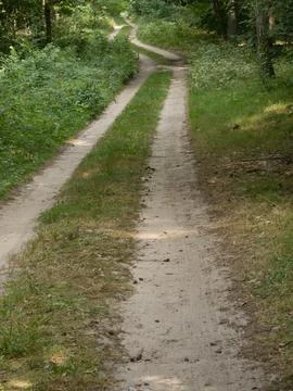 A forest road with two parallel vehicle tracks in soft sandy soil. Stock Photos