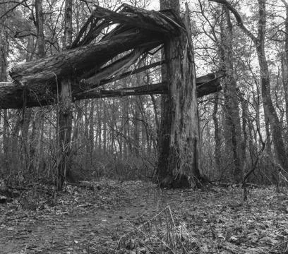 Forest road under a broken tree Stock Photos