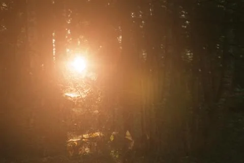 Forest Road Under The Rays Of The Setting Sun.autumn deciduous forest passes Stock Photos