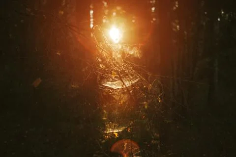 Forest Road Under The Rays Of The Setting Sun.autumn deciduous forest passes Stock Photos