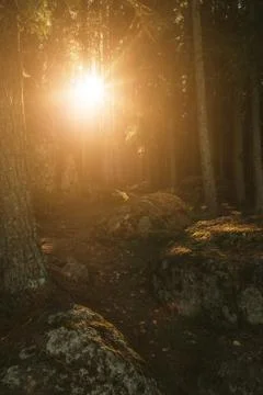Forest Road Under The Rays Of The Setting Sun.autumn deciduous forest passes Stock Photos