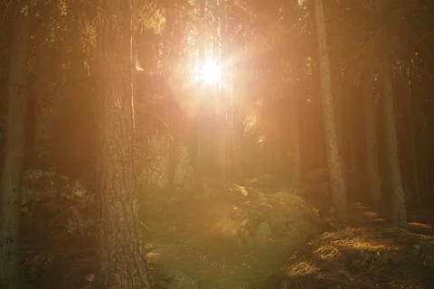 Forest Road Under The Rays Of The Setting Sun.autumn deciduous forest passes Stock Photos