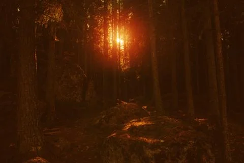 Forest Road Under The Rays Of The Setting Sun.autumn deciduous forest passes Stock Photos