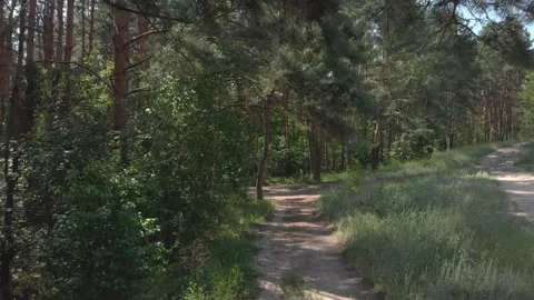 Forest road under tall trees 4K Video stock 202135385
