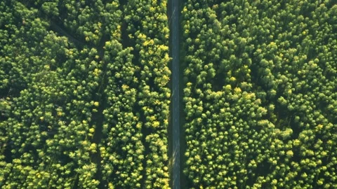 Forest road, vertical drone aerial view, green lush woods Video stock 287944347