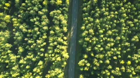 Forest road, vertical spin up drone aerial view, green lush woods Stock Footage 287944094