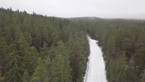 Forest Road on Warm Winter Day Stock-Footage 139301584