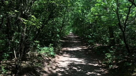 Forest road, we pass through the forest Stock Footage 133458136