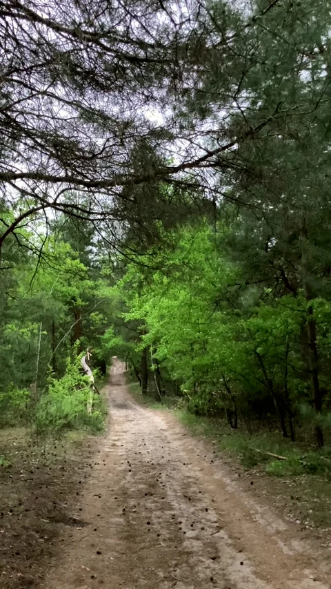 Forest road in the wild forest. vertical video Stock-Footage 273998568