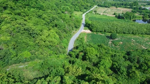 Forest Road Winding Through Green Nature Transportation Vídeo Stock 332260988