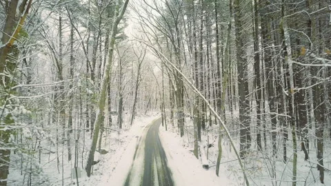 Forest Road on Winter Day Video stock 147755098