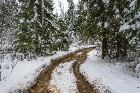 Forest road on a winter day. Stock Photos