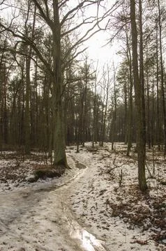 Forest road in the winter forest on a cloudy day. Winter. Stock Photos