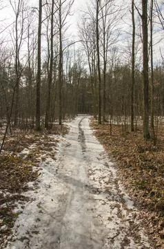 Forest road in the winter forest on a cloudy day. Winter. Stock Photos