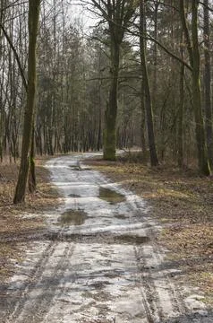 Forest road in the winter forest on a cloudy day. Winter. Stock Photos