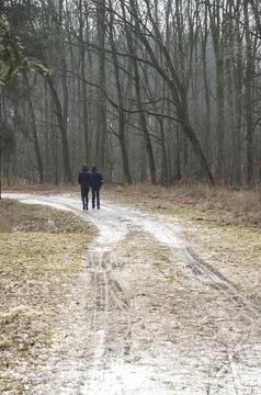 Forest road in the winter forest on a cloudy day. Winter. Stock Photos