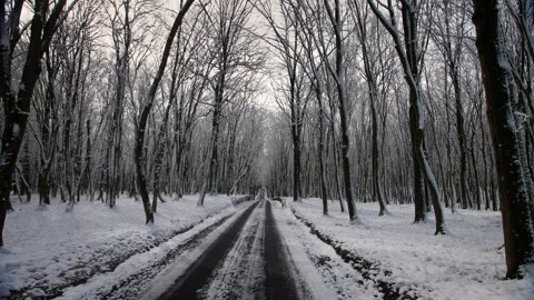 A forest road in a winter forest covered with snow. Sharpness on nearby trees. Video stock 255947666