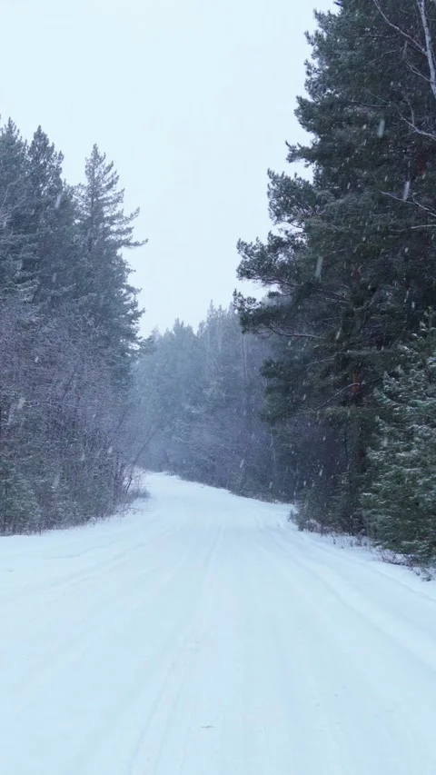 A forest road in a winter forest. Snowfall in a snowy forest. Video stock 313856352
