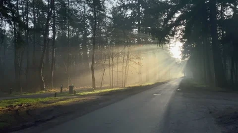 Forest road in winter lit by the sun through morning mist Stock Footage 212517058