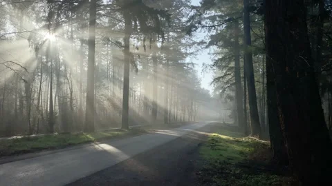 Forest road in winter lit by the sun through morning mist Stock Footage 219475991