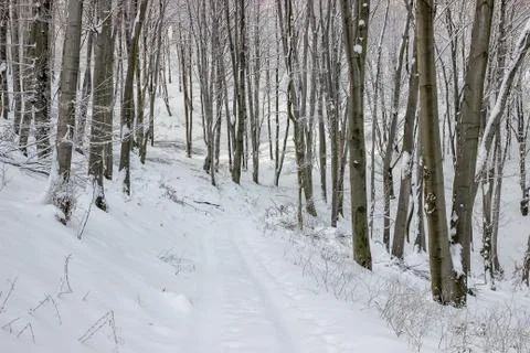 Forest road in winter Stock Photos