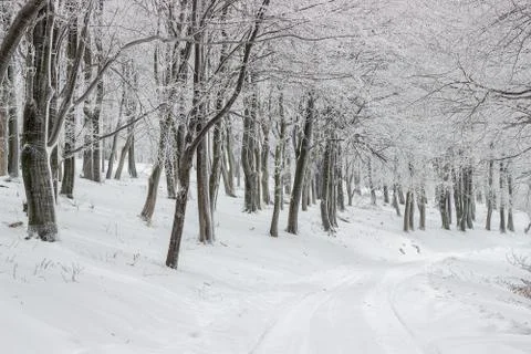 Forest road in winter Stock Photos