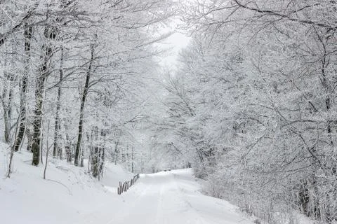 Forest road in winter Stock Photos