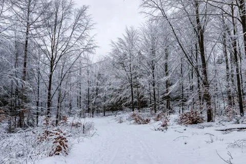 Forest road in winter 库存照片