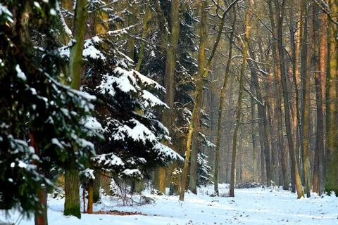 Forest road in winter with snow, oak. pine, landscape Stock Photos