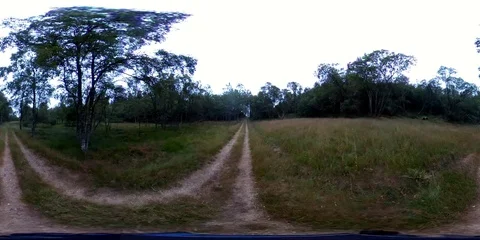 Forest road in the woods Stockbeeldmateriaal 94793553