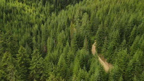 Forest road in the woods Stock Footage 157411211