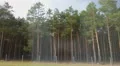 Forest on the roadside, view from fast moving car. Driving on interstate highway HD Footage
