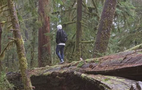 Forest Roamer Stock Photos