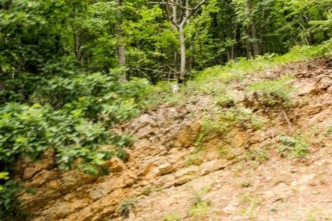 Forest on the rock. Foto stock