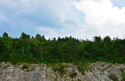 Forest on a rock Stock Photos