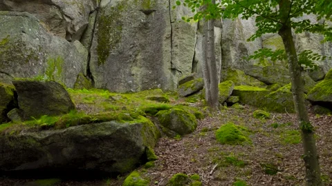 Forest Rock Wall with Moss, Trees, and Stones Video stock 316301971