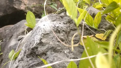 Forest Rocks Stock Footage 330274193