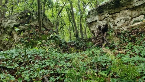 Forest rocks with green trees, moss, roots and natural wild landscape Stock Footage 320044955