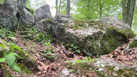 Forest Rocks Pan and Tilt Revealing Woodland Tree Tops in a Breeze. Stock Footage 240129530