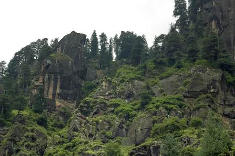Forest on the rocks Foto stock