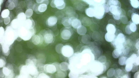 Forest roof - Focus pull slowmotion - Cinematic bokeh Stock Footage 144261928