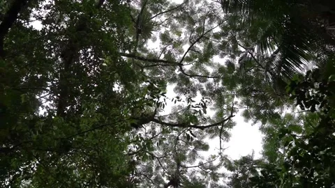 Forest Roof Stock Footage 274689347