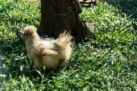 Forest Rooster with Dense Feathers Inside Zoo Stock Photos