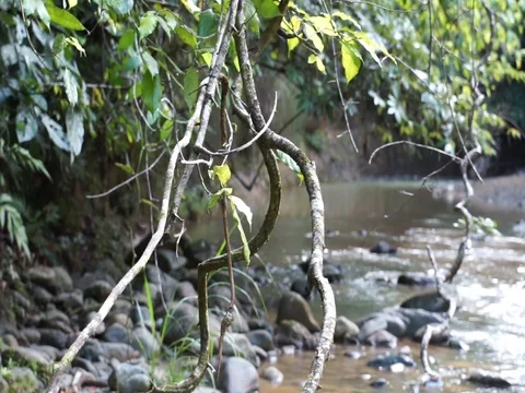 Forest root and river Stock Footage 103917478