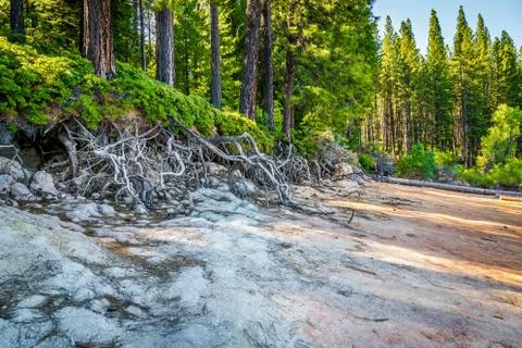 Forest Roots Photos