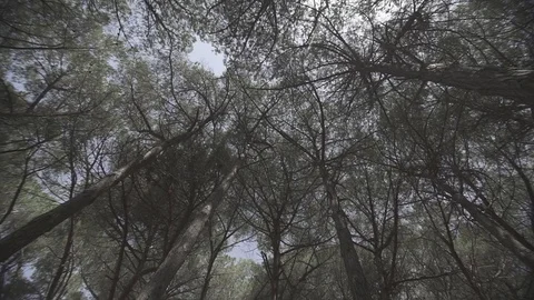 Forest rouded move Stock Footage 86904542