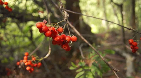 Forest rowan 2 Video stock 42127845
