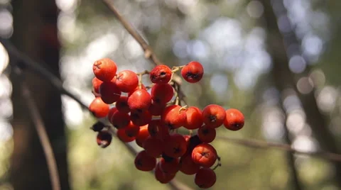 Forest rowan 3 库存影片 42127843